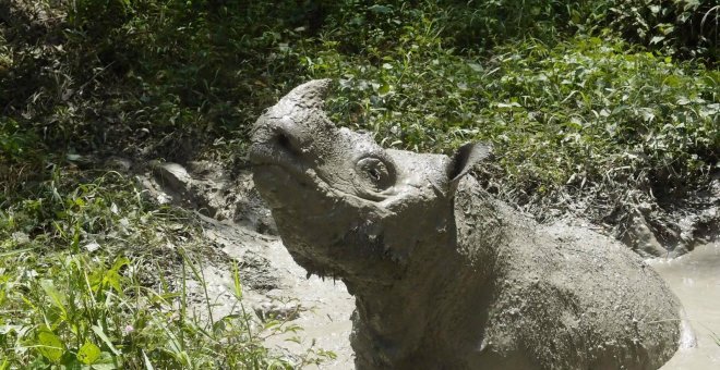 Muere el último rinoceronte de Sumatra macho de Malasia