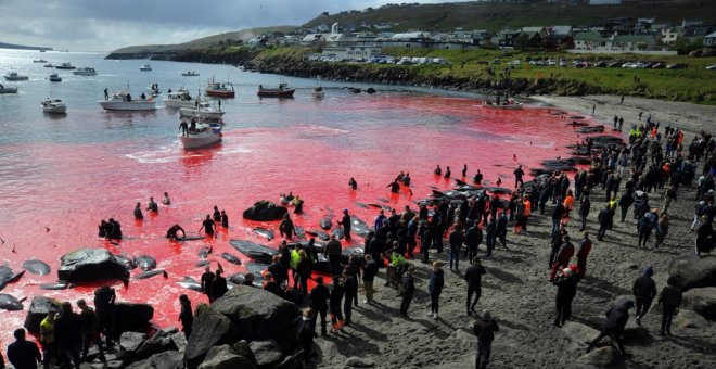 La tradición de Islas Feroe en la que se destripa a 250 ballenas y delfines