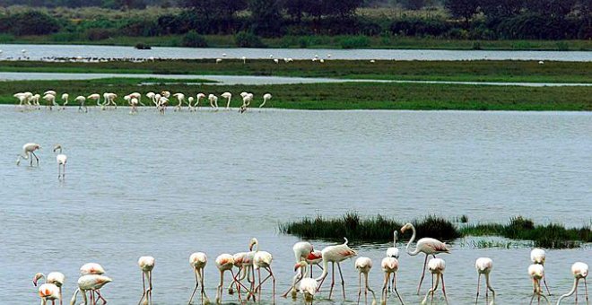 Los riesgos que entraña el paso de las hermandades del Rocío por el Parque Nacional de Doñana