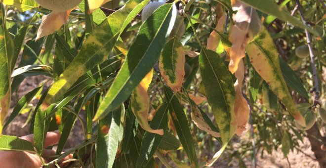 Una bacteria "fastidiosa" destruye miles de almendros y mantiene en pie de guerra a agricultores valencianos