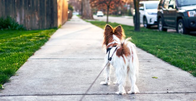 A Coruña estudia analizar el ADN de las heces de los perros para sancionar a los propietarios