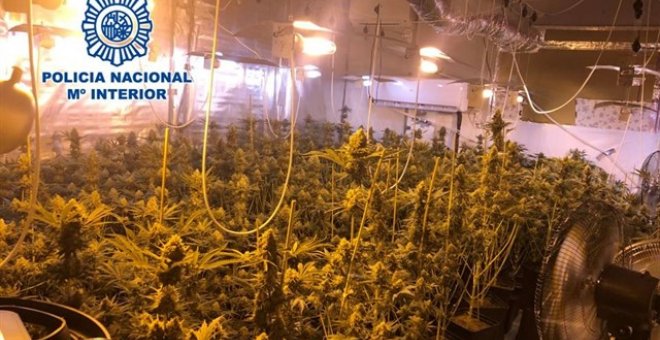 Dimite el teniente alcalde del PP de un pueblo de Granada tras ser detenido por cultivar marihuana