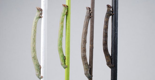 La larva que puede 'ver' los colores a través de la piel