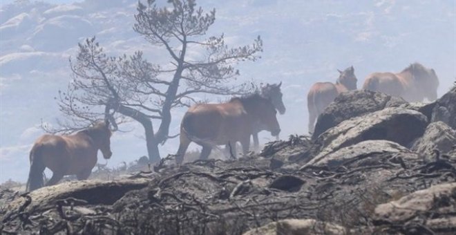 Un piloto salva a 27 caballos de morir quemados en el incendio de La Granja