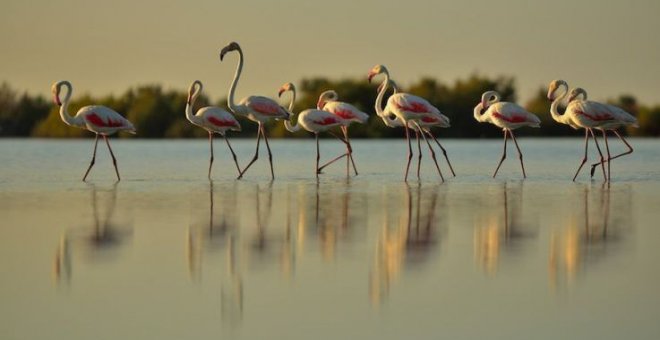 El acuífero de Doñana está sobreexplotado