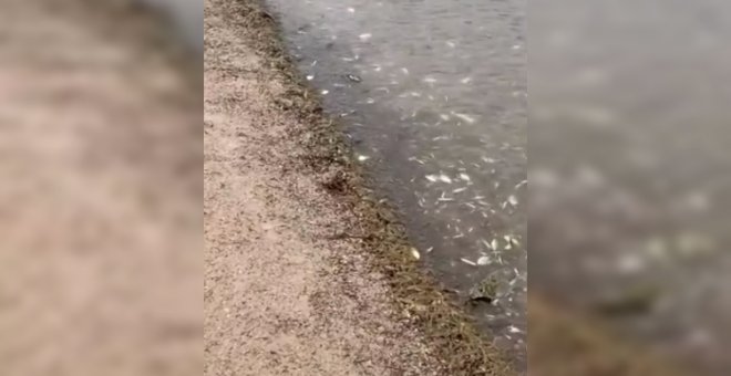 Hallan miles de peces y crustáceos muertos en el Mar Menor por la gota fría