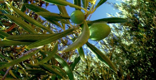 El color de la aceituna