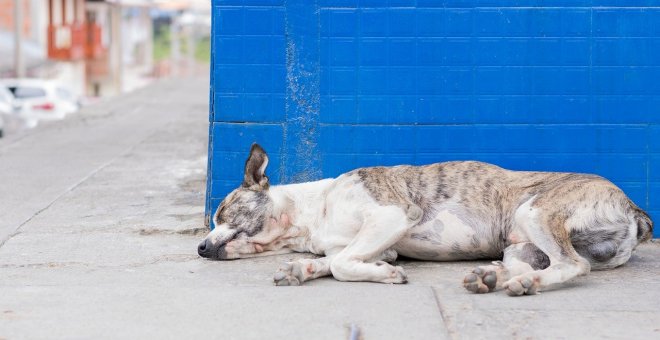 Un año de abandono y maltrato animal en Galicia