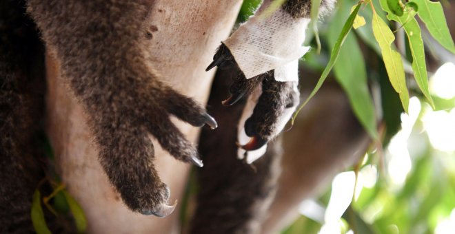 Los animales se recuperan en diferentes refugios tras los incendios de Australia