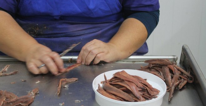 Denuncian que la anchoa se pesca en otros caladeros, se procesa fuera y solo se trae a Cantabria para ser envasada