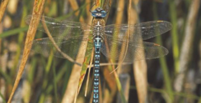 Noja es el hogar de 32 de las 51 especies de libélulas de Cantabria