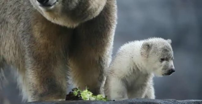 Primera salida al aire libre de un cachorro de oso polar en el zoológico de Viena