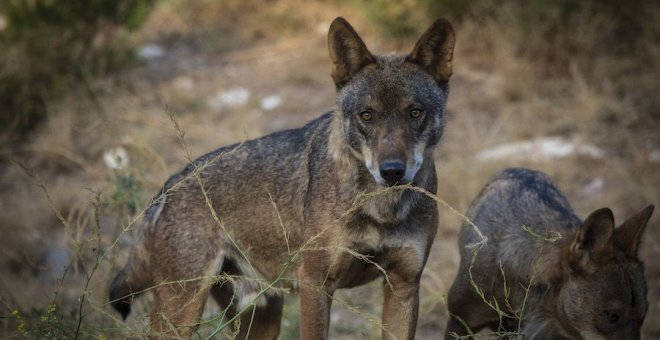 Lobos con piel de chivo expiatorio: 'En Tierra de Todos'