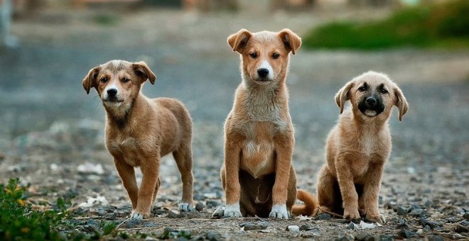 Denunciada una mujer por abandonar a once cachorros en una caja