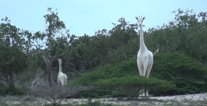 Cazadores furtivos matan a la única jirafa blanca de Kenia y a su cría