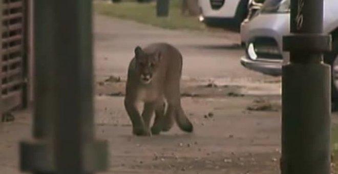 Capturan a un puma que deambulaba por las calles de Santiago de Chile