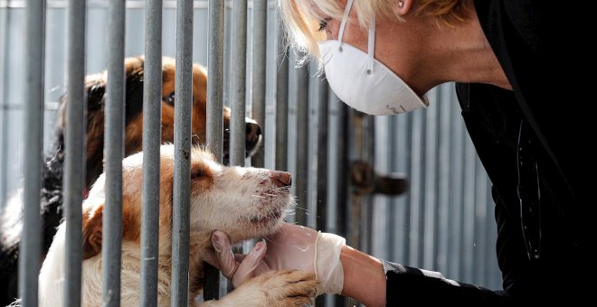 Las protectoras españolas recogieron más de 300.000 perros y gatos en 2019