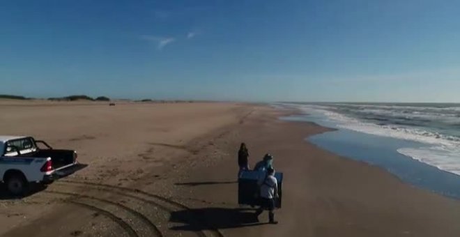 La Fundación Mundo Marino devuelve al mar diez pingüinos tras meses de recuperación