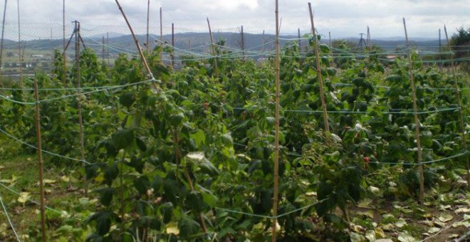 Sanidad permite el desplazamiento para el cuidado de huertos y recolección de producciones agrícolas