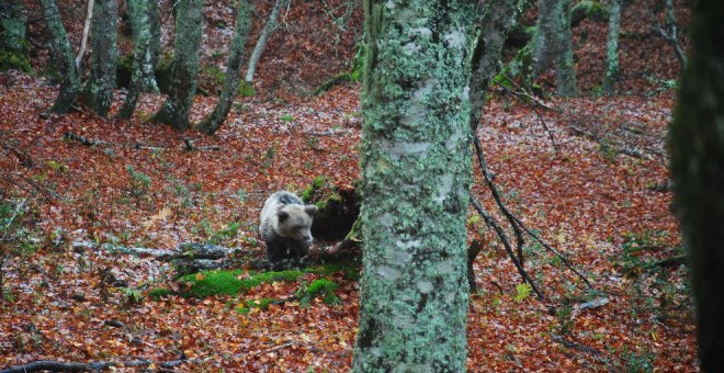 La osezna Saba, recuperada en Cantabria, retoma con normalidad su actividad en Picos de Europa