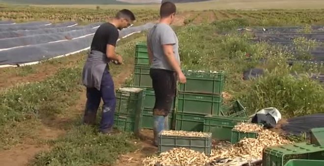 El espárrago se convierte en el alimento estrella tras la cuarentena