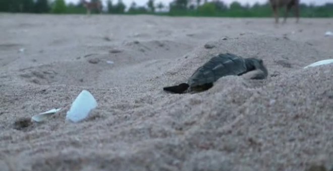 Aparecen millones de tortugas en una playa en la India