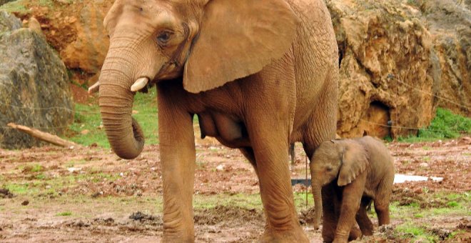 La última elefanta nacida en Cabárceno se llamará Maruca a propuesta de los escolares