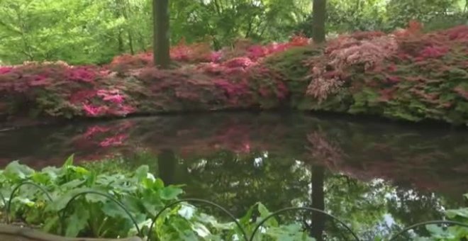 Explosión floral de cerezos en los parques de Londres