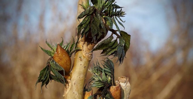 Aumenta el riesgo de heladas primaverales tardías en Europa