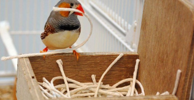 Este pájaro construye su nido en función de sus primeras vivencias