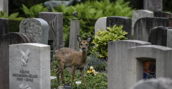 Ciervos del cementerio más grande de Suiza