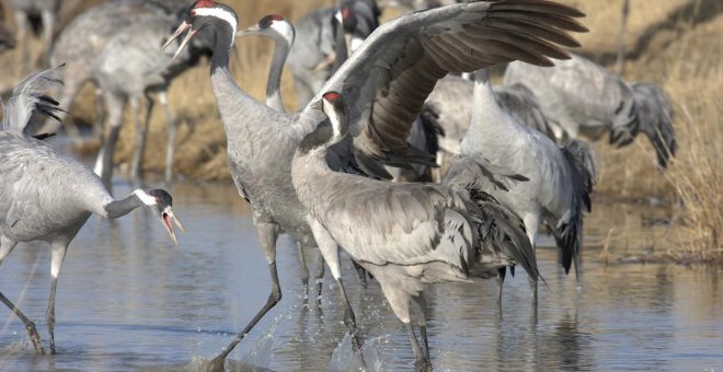 Las grullas abandonan antes la Península Ibérica por el cambio climático