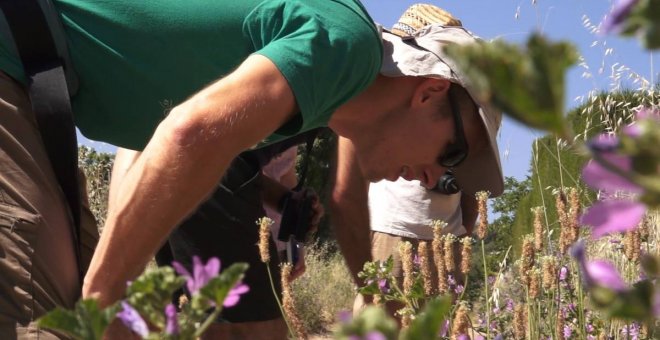 Los insectos han proliferado en las ciudades gracias al confinamiento