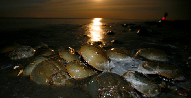 El multitudinario desove de los fósiles vivientes de 'sangre azul'