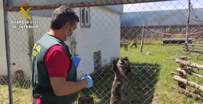 Detenida una persona e investigadas otras dos más en Madrid por  el robo de dos primates