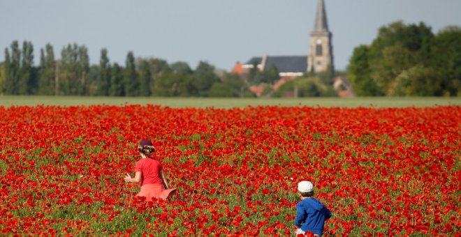 Un baño de amapolas al norte de Francia