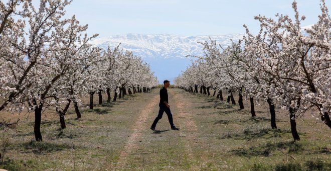 La flor del almendro frente a Sierra Nevada