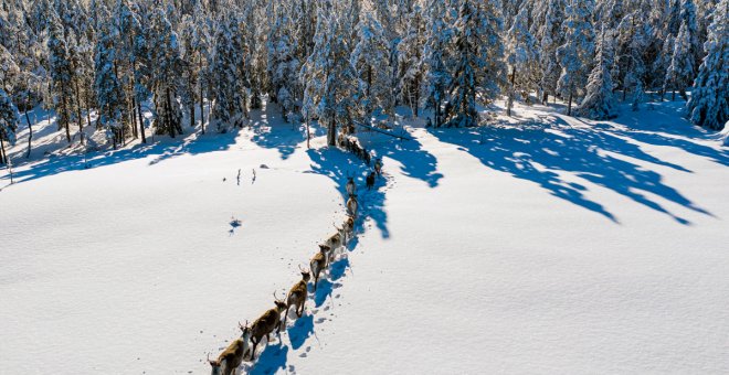 La trashumancia del reno en Suecia