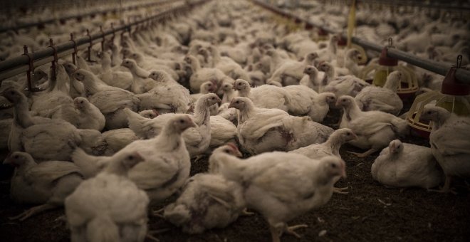 Una investigación concluye que el 71% de las muestras analizadas del pollo de Lidl tienen bacterias resistentes a antibióticos