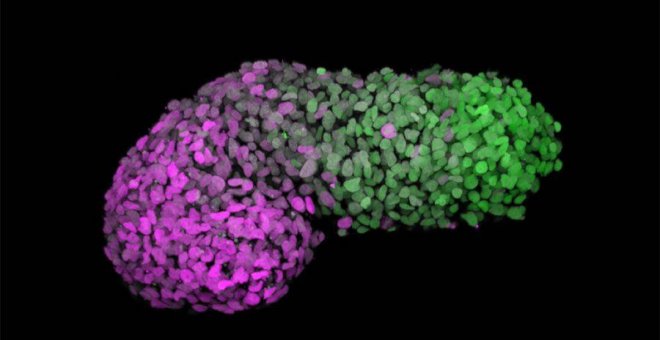 Logran un modelo similar al de un embrión humano a partir de células madre