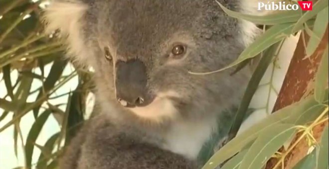 Los koalas podrían extinguirse antes de 2050