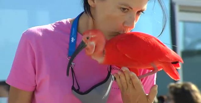 Celebrando la vuelta al Oceanográfico