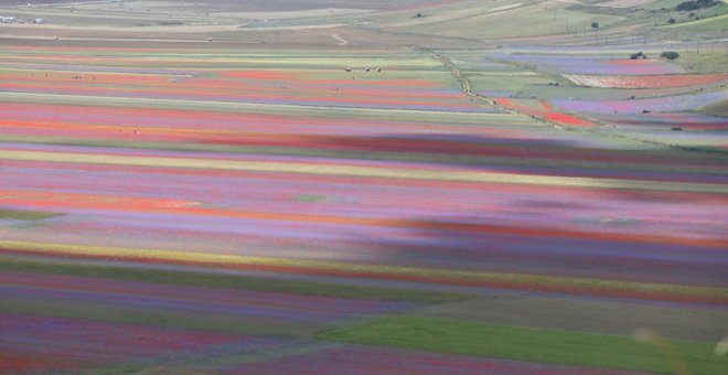 La floración estival de los campos italianos