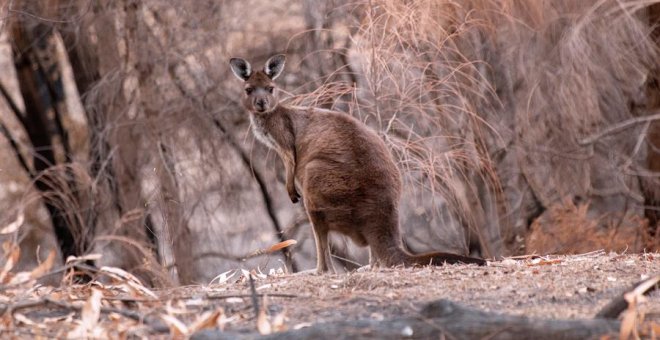 Los devastadores incendios de Australia se llevaron por delante a 3.000 millones de animales