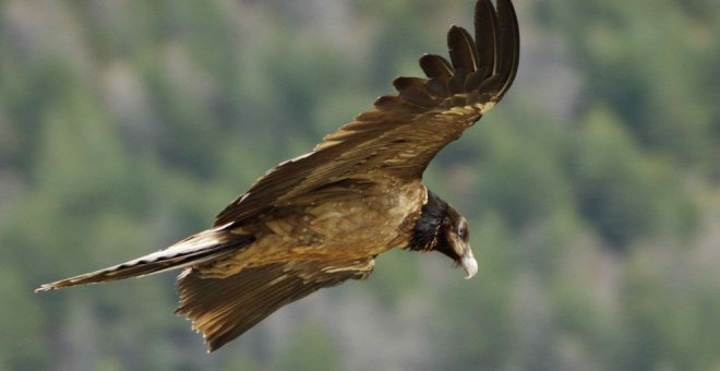 El primer quebrantahuesos nacido en los Picos de Europa en 75 años ya vuela en libertad