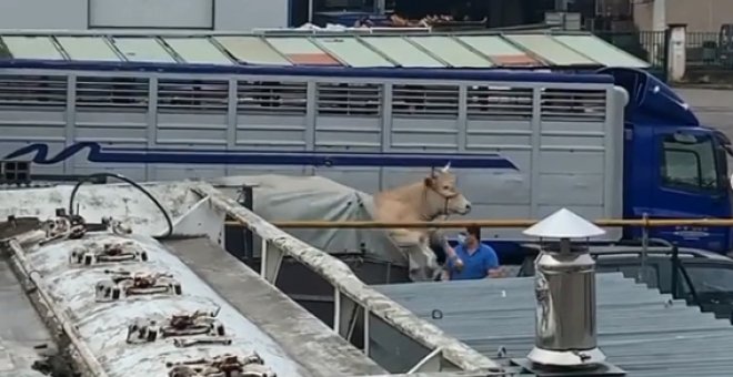 La angustiosa lucha de una vaca por salvar su vida en un matadero de Cantabria se hace viral