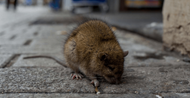 Los cambios en el uso de la tierra aumentan el riesgo de brotes de enfermedades zoonóticas