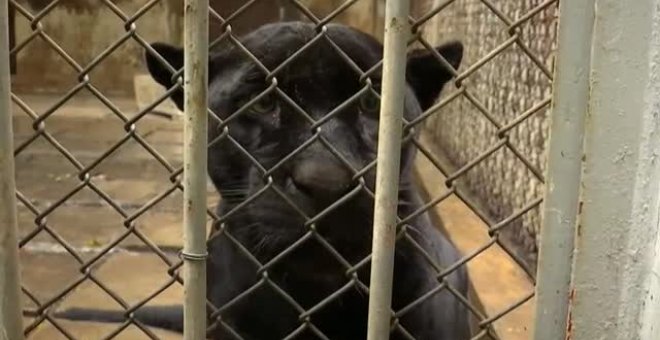 Una tierna perrita se convierte en la madre adoptiva de una pantera negra