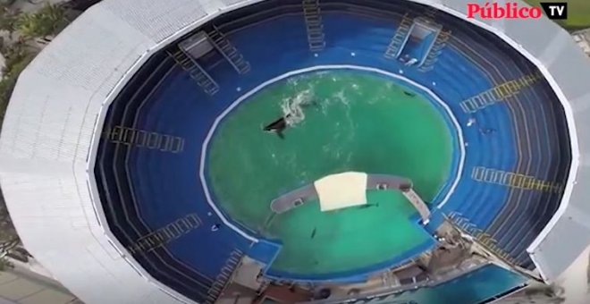 Libertad para Lolita, encerrada desde hace 50 años en uno de los tanque de agua más pequeños del mundo.