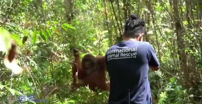 Rescatan a un orangután de una plantación de aceite de palma en Indonesia